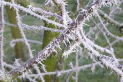 Eiskristalle 006  MINOLTA DIGITAL CAMERA